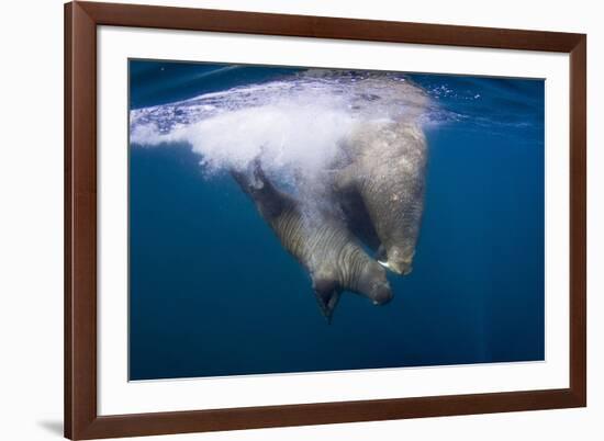 Underwater Walrus, Hudson Bay, Nunavut, Canada-Paul Souders-Framed Photographic Print