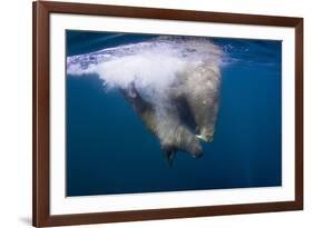 Underwater Walrus, Hudson Bay, Nunavut, Canada-Paul Souders-Framed Photographic Print