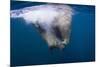 Underwater Walrus, Hudson Bay, Nunavut, Canada-Paul Souders-Mounted Photographic Print