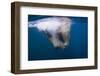 Underwater Walrus, Hudson Bay, Nunavut, Canada-Paul Souders-Framed Photographic Print