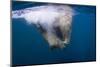 Underwater Walrus, Hudson Bay, Nunavut, Canada-Paul Souders-Mounted Photographic Print