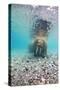 Underwater Walrus, Svalbard, Norway-Paul Souders-Stretched Canvas