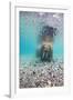 Underwater Walrus, Svalbard, Norway-Paul Souders-Framed Premium Photographic Print