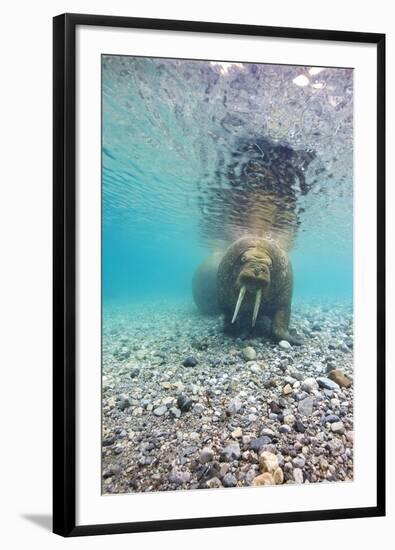 Underwater Walrus, Svalbard, Norway-Paul Souders-Framed Premium Photographic Print