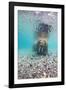 Underwater Walrus, Svalbard, Norway-Paul Souders-Framed Premium Photographic Print