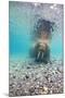 Underwater Walrus, Svalbard, Norway-Paul Souders-Mounted Premium Photographic Print