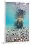 Underwater Walrus, Svalbard, Norway-Paul Souders-Framed Photographic Print