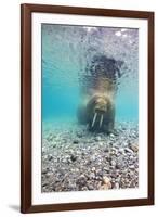 Underwater Walrus, Svalbard, Norway-Paul Souders-Framed Photographic Print