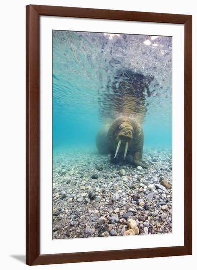 Underwater Walrus, Svalbard, Norway-Paul Souders-Framed Photographic Print