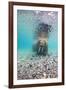 Underwater Walrus, Svalbard, Norway-Paul Souders-Framed Photographic Print