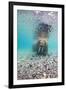 Underwater Walrus, Svalbard, Norway-Paul Souders-Framed Photographic Print