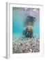 Underwater Walrus, Svalbard, Norway-Paul Souders-Framed Photographic Print