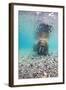 Underwater Walrus, Svalbard, Norway-Paul Souders-Framed Photographic Print