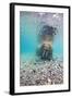 Underwater Walrus, Svalbard, Norway-Paul Souders-Framed Photographic Print