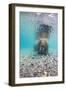 Underwater Walrus, Svalbard, Norway-Paul Souders-Framed Photographic Print