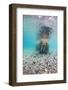 Underwater Walrus, Svalbard, Norway-Paul Souders-Framed Photographic Print