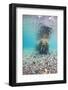 Underwater Walrus, Svalbard, Norway-Paul Souders-Framed Photographic Print