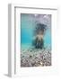 Underwater Walrus, Svalbard, Norway-Paul Souders-Framed Photographic Print