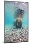 Underwater Walrus, Svalbard, Norway-Paul Souders-Mounted Photographic Print