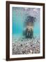 Underwater Walrus, Svalbard, Norway-Paul Souders-Framed Photographic Print