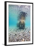 Underwater Walrus, Svalbard, Norway-Paul Souders-Framed Photographic Print