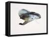 Underwater-Mark Adlington-Framed Stretched Canvas
