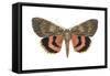 Underwing Moth (Catocala Ultronia), Ultronia Underwing, Insects-Encyclopaedia Britannica-Framed Stretched Canvas