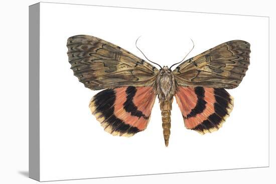 Underwing Moth (Catocala Ultronia), Ultronia Underwing, Insects-Encyclopaedia Britannica-Stretched Canvas