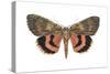 Underwing Moth (Catocala Ultronia), Ultronia Underwing, Insects-Encyclopaedia Britannica-Stretched Canvas