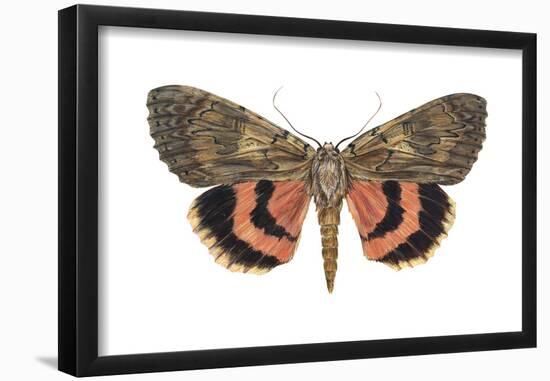 Underwing Moth (Catocala Ultronia), Ultronia Underwing, Insects-Encyclopaedia Britannica-Framed Poster