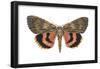 Underwing Moth (Catocala Ultronia), Ultronia Underwing, Insects-Encyclopaedia Britannica-Framed Poster