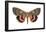 Underwing Moth (Catocala Ultronia), Ultronia Underwing, Insects-Encyclopaedia Britannica-Framed Poster