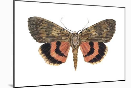 Underwing Moth (Catocala Ultronia), Ultronia Underwing, Insects-Encyclopaedia Britannica-Mounted Poster