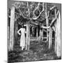 Wood Mount
