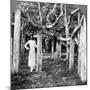 Wood Mount