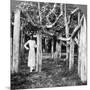 Wood Mount