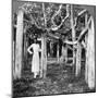 Wood Mount