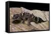 Underwoodisaurus Milii (Thick-Tailed Gecko)-Paul Starosta-Framed Stretched Canvas