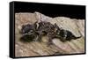 Underwoodisaurus Milii (Thick-Tailed Gecko)-Paul Starosta-Framed Stretched Canvas
