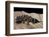 Underwoodisaurus Milii (Thick-Tailed Gecko)-Paul Starosta-Framed Photographic Print