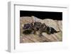 Underwoodisaurus Milii (Thick-Tailed Gecko)-Paul Starosta-Framed Photographic Print