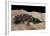 Underwoodisaurus Milii (Thick-Tailed Gecko)-Paul Starosta-Framed Photographic Print