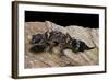 Underwoodisaurus Milii (Thick-Tailed Gecko)-Paul Starosta-Framed Photographic Print