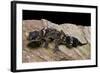 Underwoodisaurus Milii (Thick-Tailed Gecko)-Paul Starosta-Framed Photographic Print