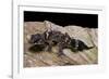 Underwoodisaurus Milii (Thick-Tailed Gecko)-Paul Starosta-Framed Photographic Print