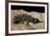 Underwoodisaurus Milii (Thick-Tailed Gecko)-Paul Starosta-Framed Photographic Print