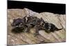 Underwoodisaurus Milii (Thick-Tailed Gecko)-Paul Starosta-Mounted Photographic Print