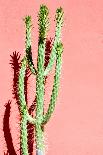 Photo Picture of a Tropical Cactus Texture Background-underworld-Stretched Canvas