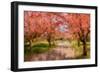 Undeterred Spring-PI Studio-Framed Art Print