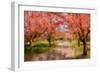 Undeterred Spring-PI Studio-Framed Art Print